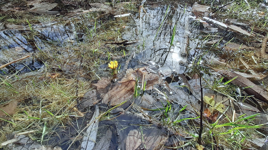 Supporting the cleaning of the Pruniș stream